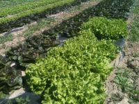 Les salades